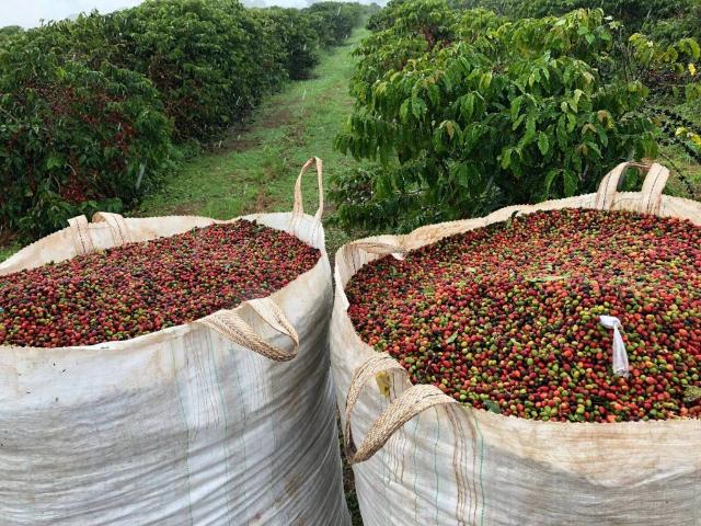 Fazenda venda em Região Geográfica Imediata de Teixeira de Freitas, Itamaraju