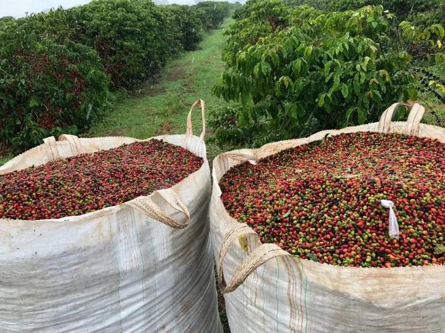 Fazenda venda em Região Geográfica Imediata de Teixeira de Freitas, Itamaraju