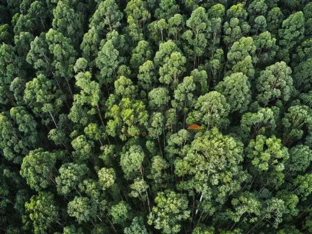 Fazenda venda em Região Geográfica Imediata de Manaus, Itamarati