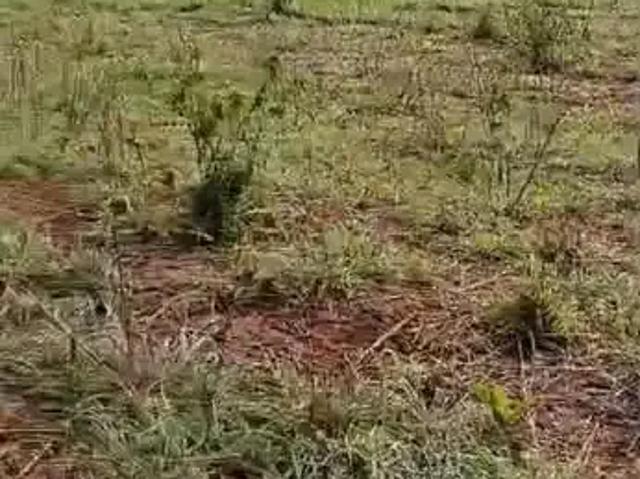 Fazenda venda em Região Geográfica Imediata de Ceres - Rialma - Goianésia, Itapaci