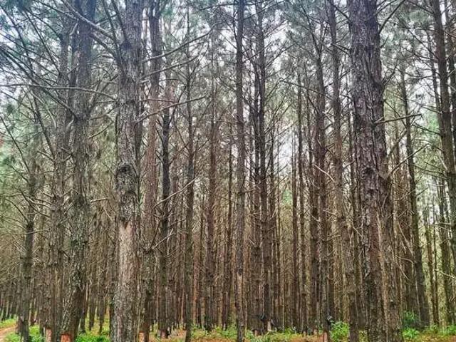 Fazenda venda em Região Imediata de Itapetininga, Região Metropolitana de Sorocaba