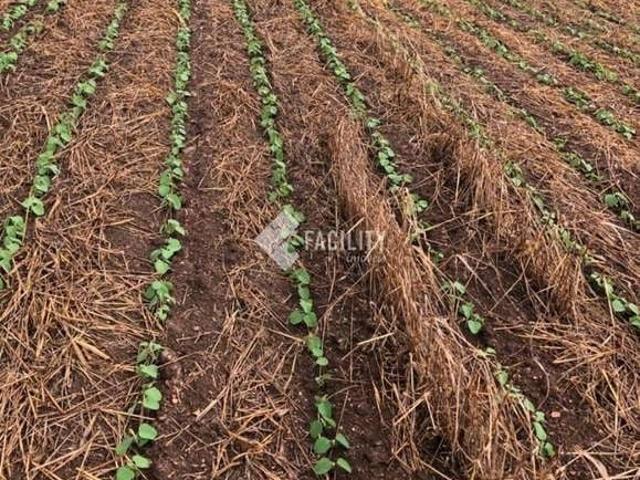 Fazenda venda em Itapetininga, Vila Prestes
