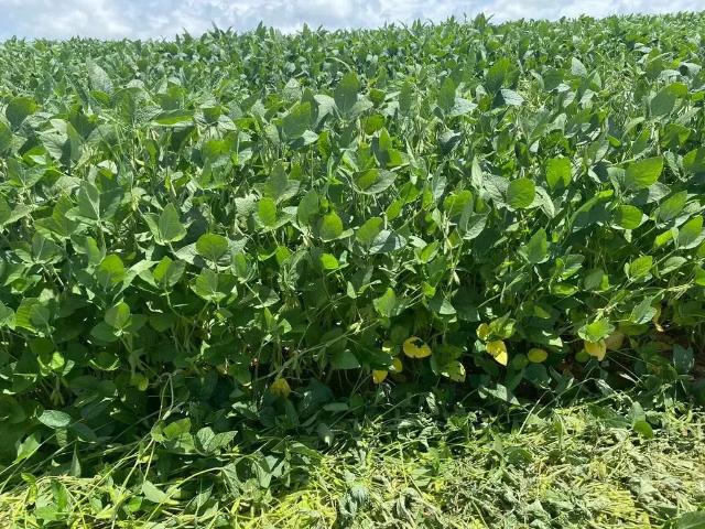 Fazenda venda em Região Imediata de Itapetininga, Região Metropolitana de Sorocaba
