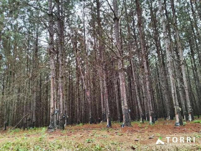 Fazenda venda em Região Imediata de Itapetininga, Região Metropolitana de Sorocaba