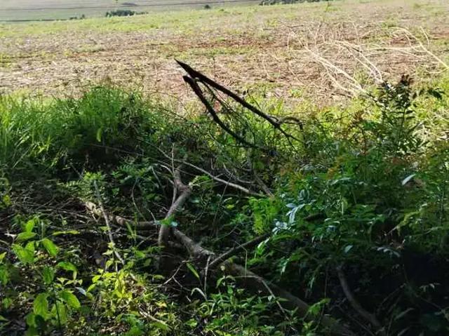 Fazenda venda em Região Imediata de Itapeva, Itapeva
