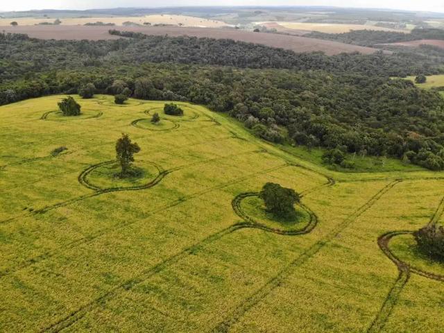 Fazenda venda em Região Imediata de Itapeva, Itapeva