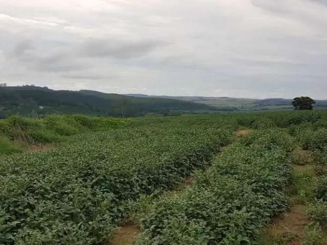 Fazenda venda em Itapeva