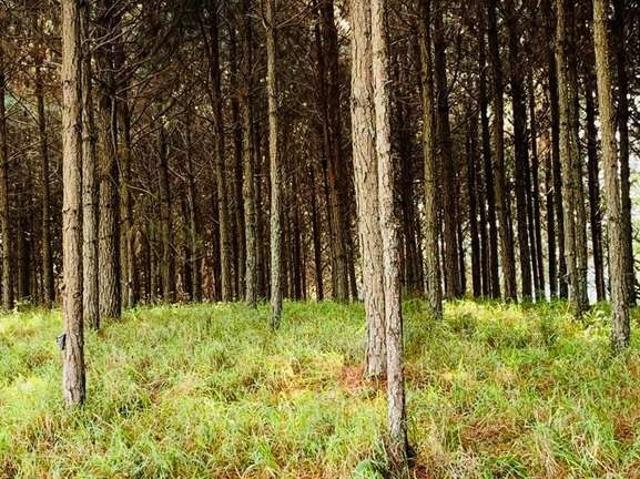Fazenda venda em Região Imediata de Itapeva, Itapeva