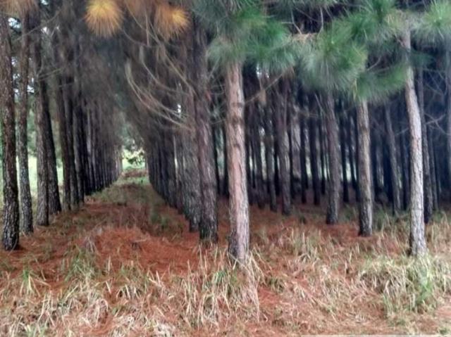 Fazenda venda em Região Imediata de Itapeva, Itapeva