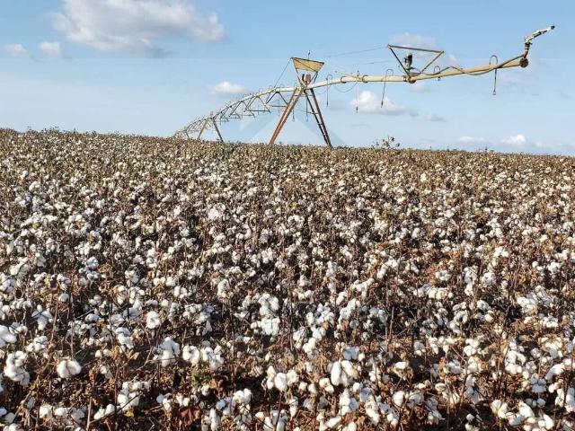 Fazenda venda em Região Imediata de Itapeva, Itapeva