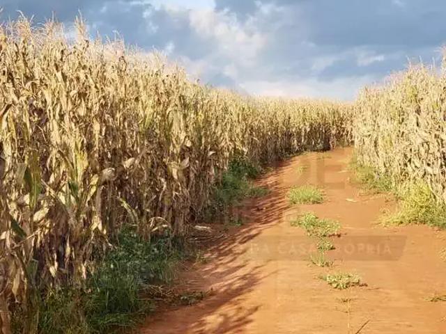 Fazenda venda em Região Imediata de Itapeva, Itapeva