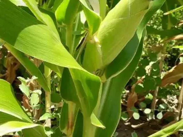 Fazenda venda em Região Geográfica Imediata de Alagoinhas, Itapicuru