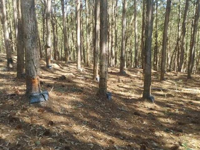 Fazenda venda em Região Imediata de Itapeva, Itapirapuã Paulista