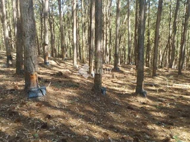 Fazenda venda em Região Imediata de Itapeva, Itapirapuã Paulista