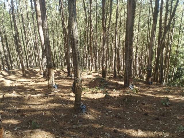 Fazenda venda em Região Imediata de Itapeva, Itapirapuã Paulista