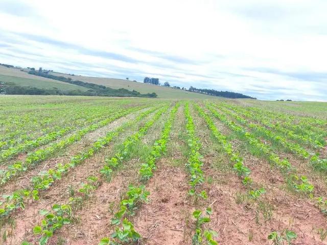 Fazenda venda em Região Imediata de Itapeva, Itaporanga