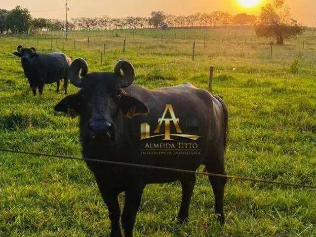 Fazenda venda em Região Imediata de Itapeva, Itaporanga