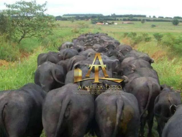 Fazenda venda em Região Imediata de Itapeva, Itaporanga