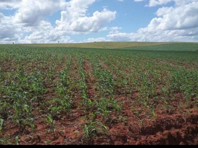 Fazenda venda em Região Imediata de Itapeva, Itararé