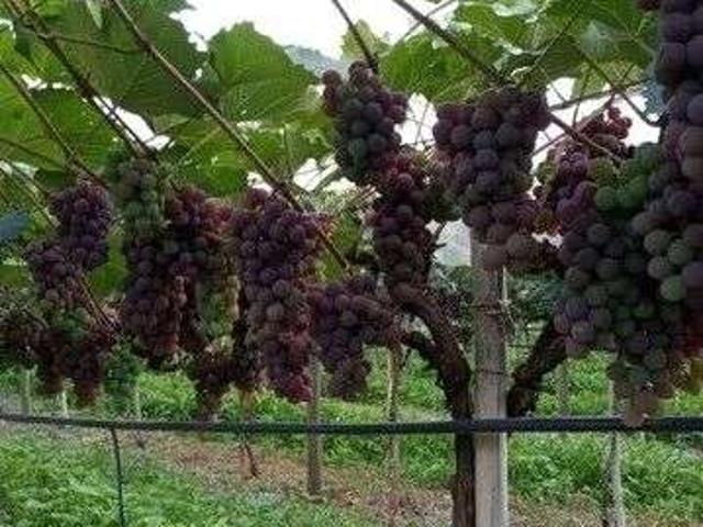 Fazenda venda em Itatiba, Valinhos Fazenda venda em Itatiba, Valinhos