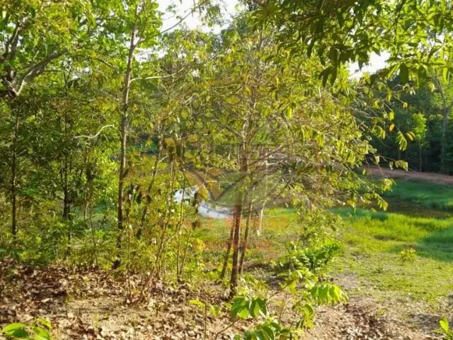 Fazenda venda em Região Geográfica Imediata de Rondonópolis, Itiquira