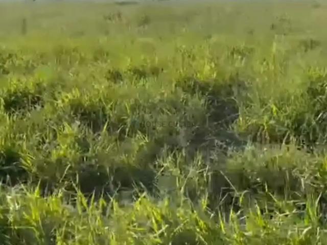 Fazenda venda em Região Geográfica Imediata de Rondonópolis, Itiquira