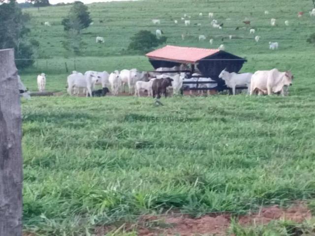 Fazenda venda em Região Geográfica Imediata de Rondonópolis, Itiquira