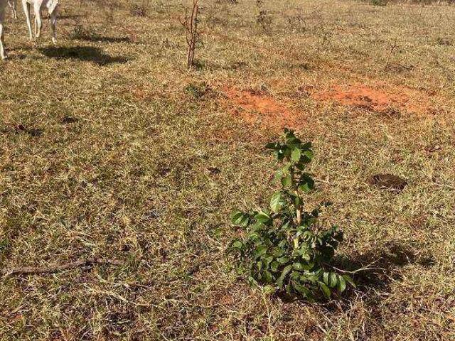 Fazenda venda em Itiquira, Região Geográfica Intermediária de Rondonópolis