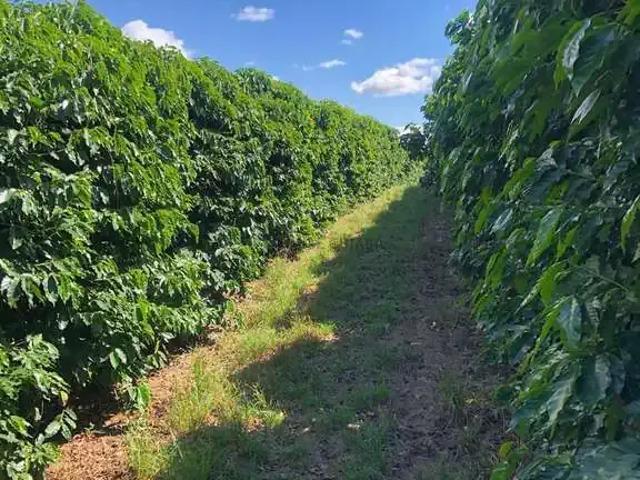 Fazenda venda em Região Imediata de Franca, Itirapuã