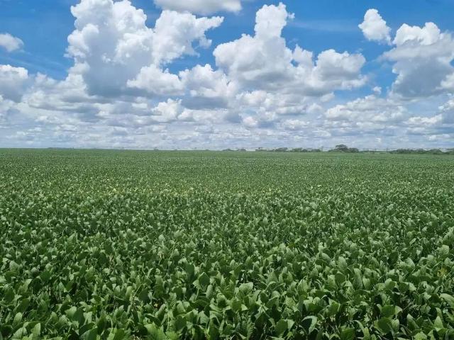 Fazenda venda em Região Imediata de Ituverava, Ituverava
