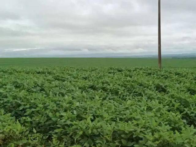 Fazenda venda em Região Geográfica Imediata de Umuarama, Região Metropolitana de Umuarama