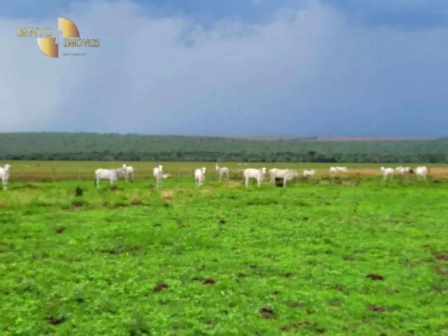 Fazenda venda em Região Geográfica Imediata de Jaciara, Jaciara