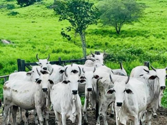Sítio e chácara venda em Jacinto, Região Sudeste