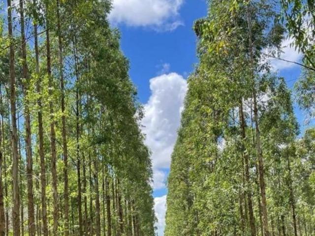 Sítio e chácara venda em Jacinto, Região Sudeste