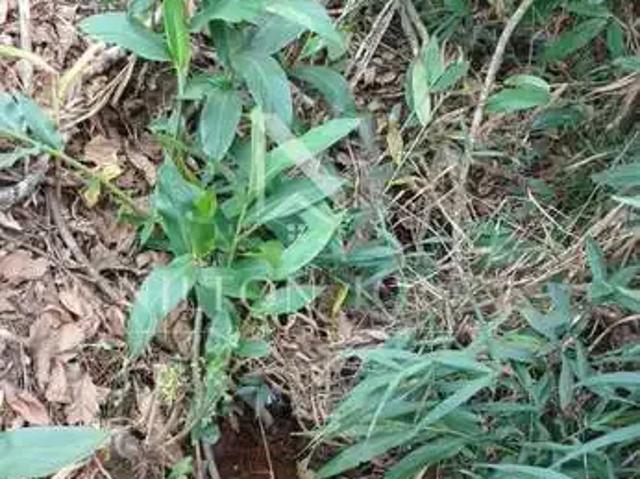Fazenda venda em Região Geográfica Imediata de Pouso Alegre, Jacutinga