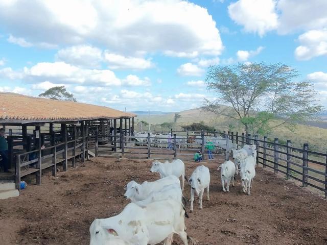 Fazenda venda em Jaguaquara