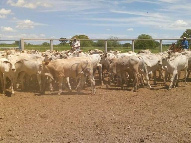 Fazenda venda em Região Geográfica Imediata de Janaúba, Jaíba