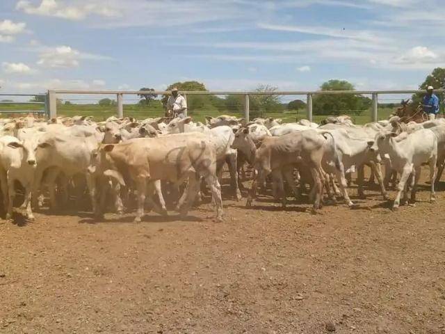 Fazenda venda em Região Geográfica Imediata de Janaúba, Jaíba
