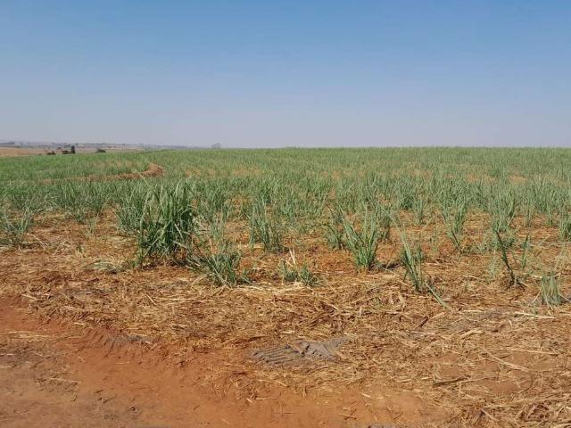 Fazenda venda em Região Imediata de Jales, Jales
