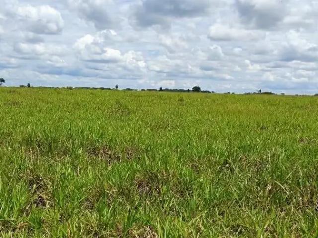 Fazenda venda em Região Imediata de Jales, Jales