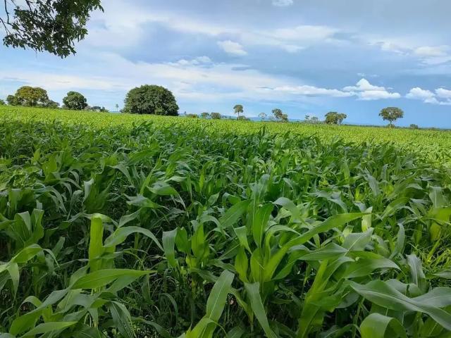 Fazenda venda em Região Geográfica Imediata de Cuiabá, Jangada