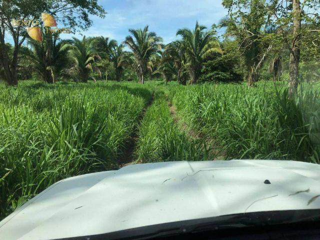Fazenda venda em Jangada, Região Geográfica Intermediária de Cuiabá