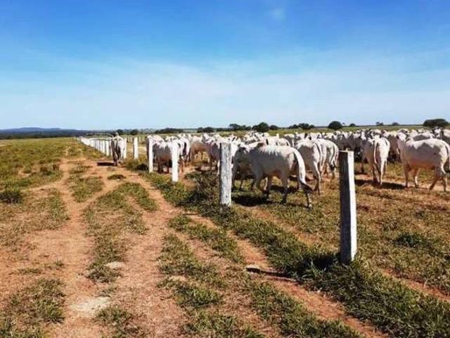 Fazenda venda em Januária
