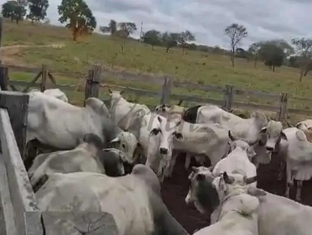 Fazenda venda em Região Geográfica Imediata de Januária, Januária