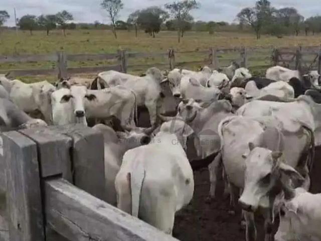 Fazenda venda em Região Geográfica Imediata de Januária, Januária