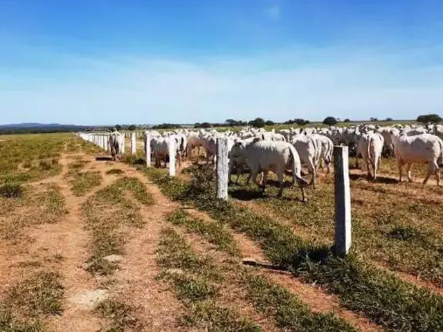 Fazenda venda em Região Geográfica Imediata de Januária, Januária