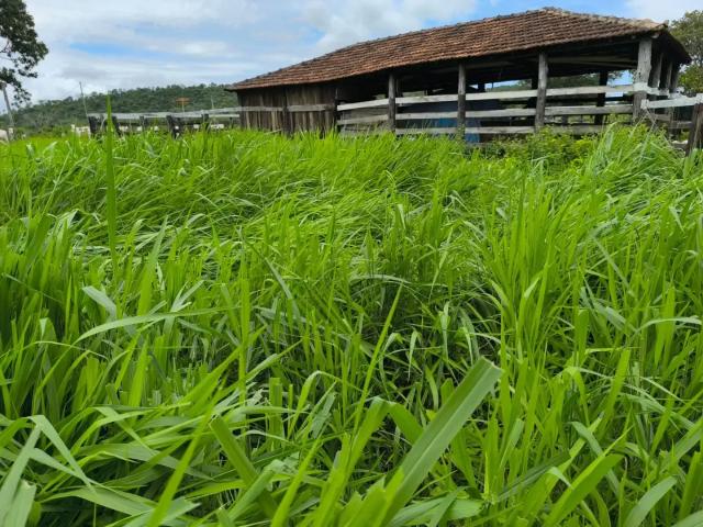 Fazenda venda em Região Geográfica Imediata de Gurupi, Jaú do Tocantins