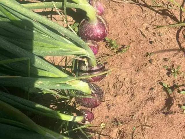 Fazenda venda em Região Imediata de Franca, Jeriquara