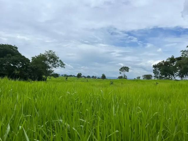 Fazenda venda em Região Geográfica Imediata de Montes Claros, Joaquim Felício