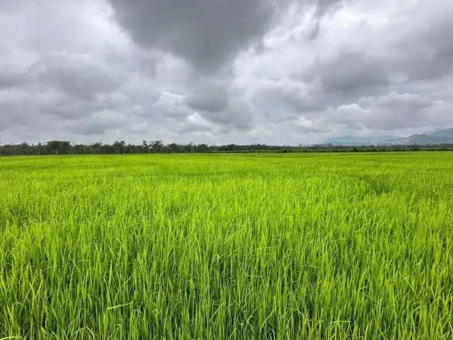 Fazenda venda em Região Geográfica Imediata de Joinville, Joinville